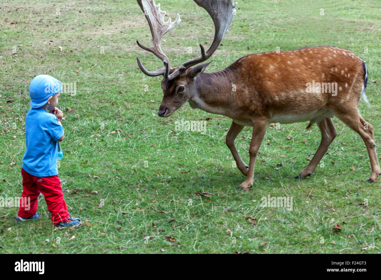 Junge, eine gefährliche Begegnung mit Damhirschen, Dama Dama männlich. Stockfoto
