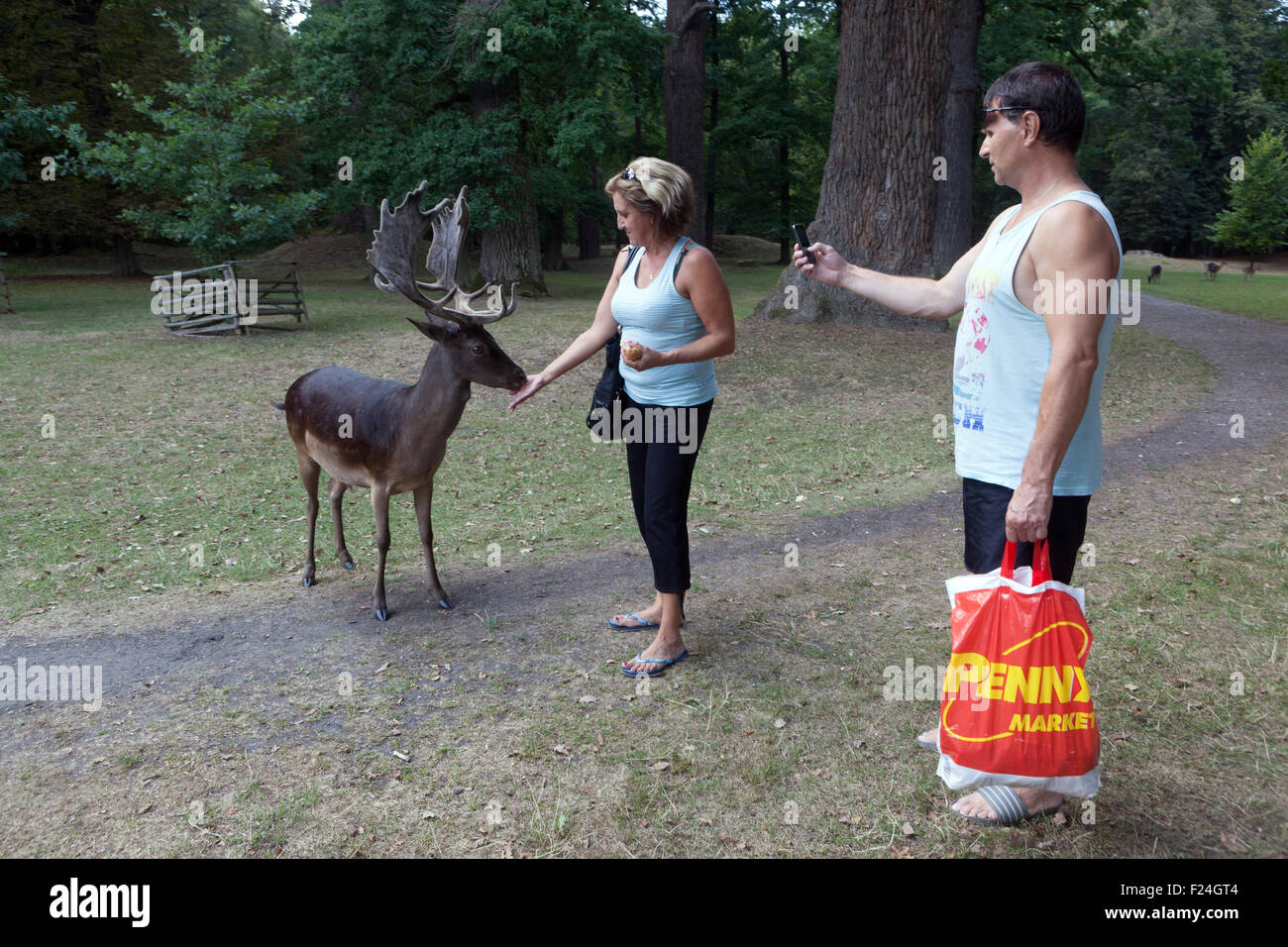 Menschen, die Damhirsche füttern, Dama dama Männchen Tschechien Stockfoto