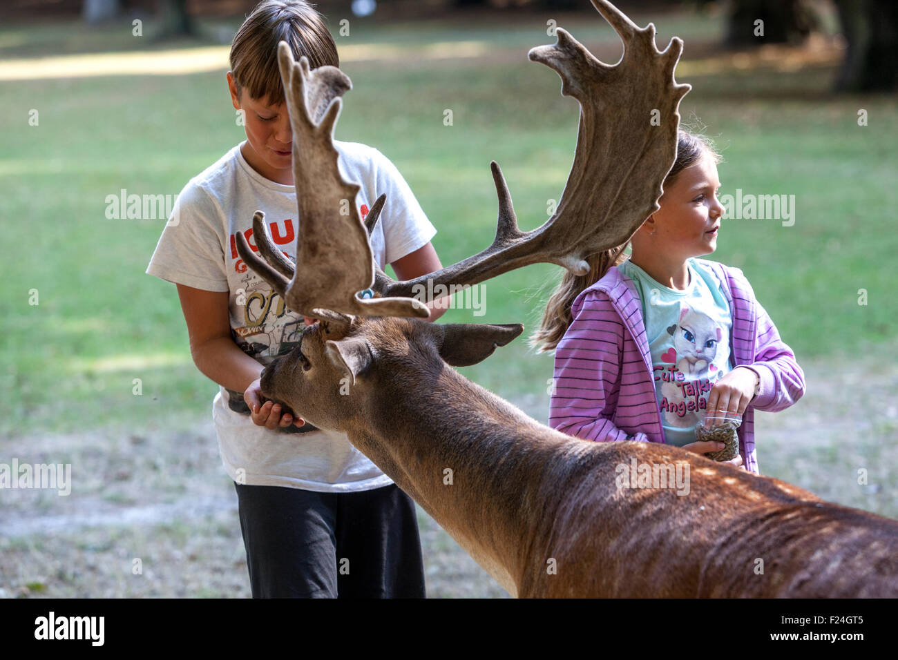 Kinder, die Damhirsche füttern Stockfoto