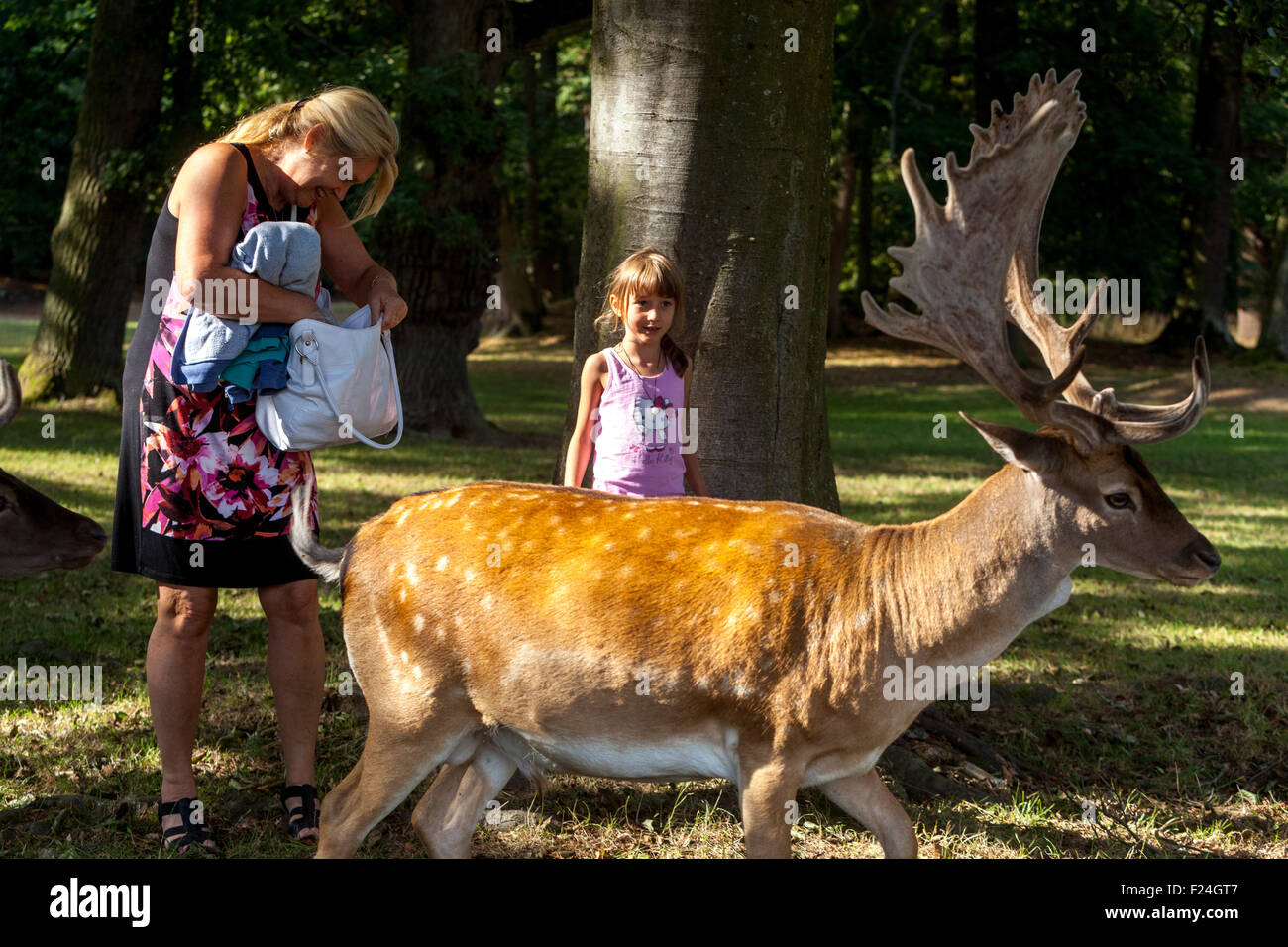 Familie Fütterung Damwild, Dama Dama, männlich. Blatna. Der Tschechischen Republik Stockfoto
