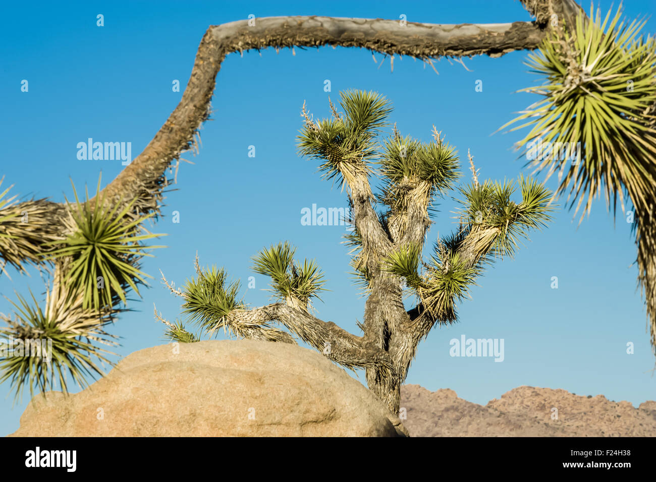 Joshua Bäume in der Wüste bei Sonnenaufgang in Joshua Tree Nationalpark, Kalifornien, USA Stockfoto