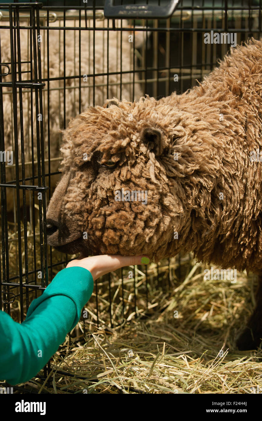 Mädchen streicheln ein Babydoll Southdown / Southdown Babydoll Schafe in einem Reisen Käfig Stockfoto