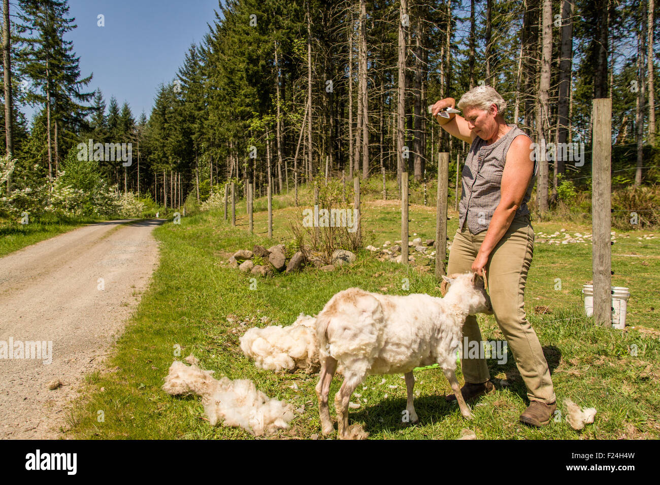 Frau, die eine kurze Pause von der körperlich anstrengenden Prozess der Verwendung Schafschur Schere, eine isländische Schafe zu scheren Stockfoto
