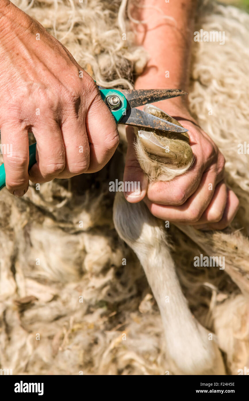 Frau trimmen Hufe des isländischen Erbes Schafrasse an an ihrem Bauernhof in der Nähe von Nelke, Washington, USA. Stockfoto