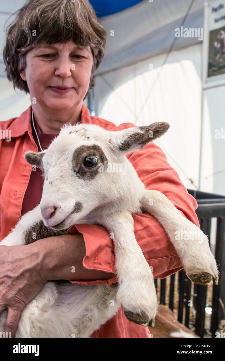 Frau hält ein Katahdin Haar Lamm auf der Mutter Erde News Messe in Puyallup, Washington, USA. Stockfoto