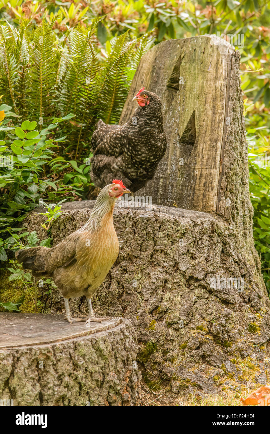 Freilandhühnern Maran und erscheinen auf einem Stuhl geschnitzt aus einem Baum in Issaquah, Washington, USA Stockfoto