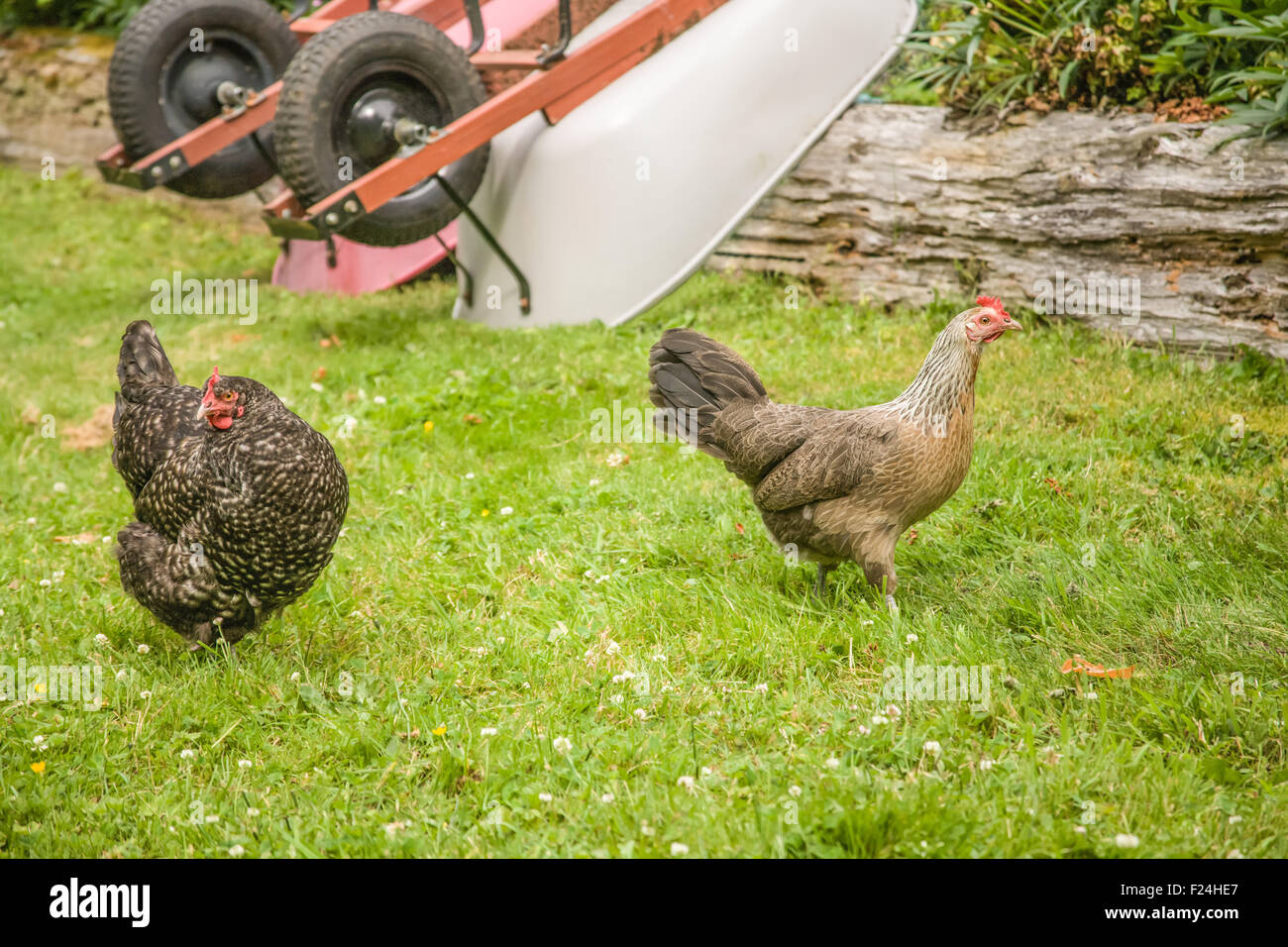 Freilandhaltung Maran und erscheinen Hühner gehen in einen Hof mit zwei Kopf Schubkarren im Hintergrund Stockfoto