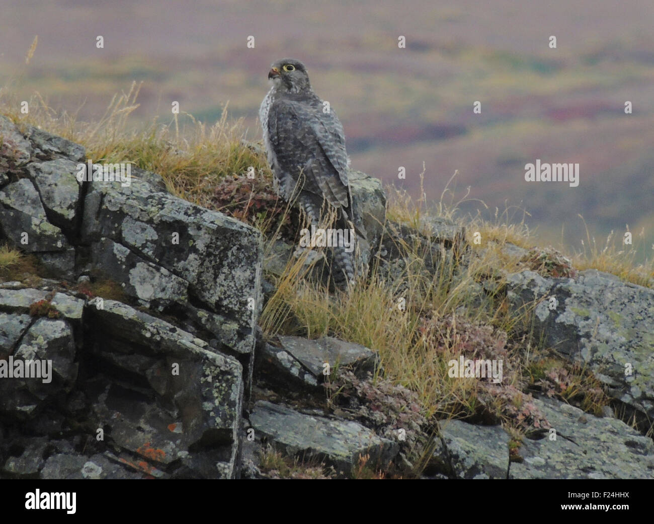 Gerfalke (Falco Rusticolus) graue Phase thront auf einem felsigen out-Kupieren oberhalb des Tundra Tal der Denali National Parks, Interio Stockfoto