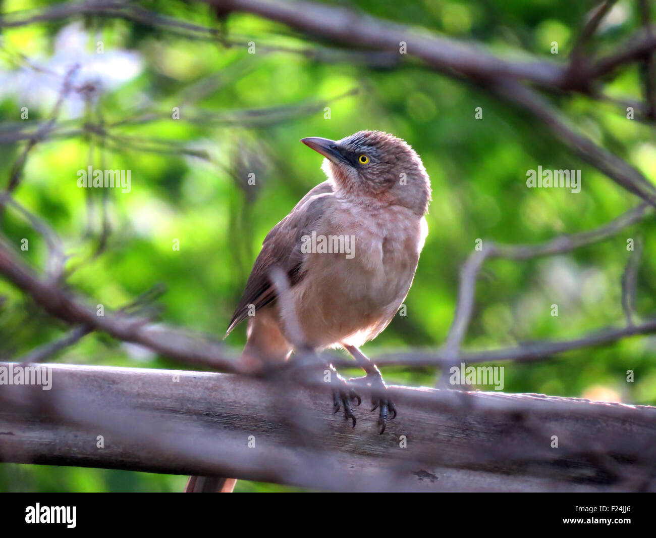 Eine Detailansicht des Jungle Babbler Vogels in Indien gefunden. Stockfoto