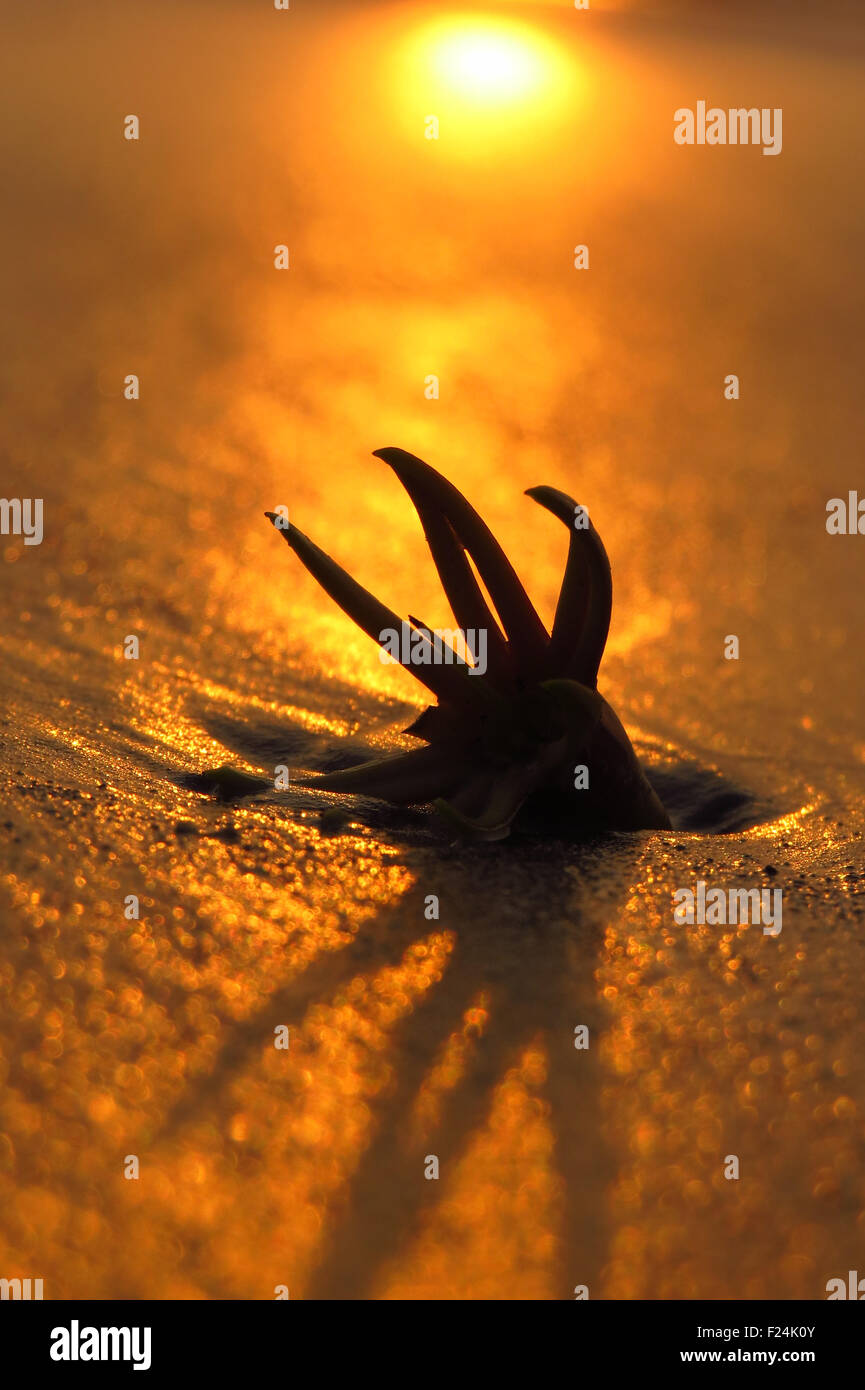 Eine seltsame geformte Blume mit Tentakeln, die in den Strand Sand stecken von goldenen Sonnenuntergang beleuchtet Stockfoto