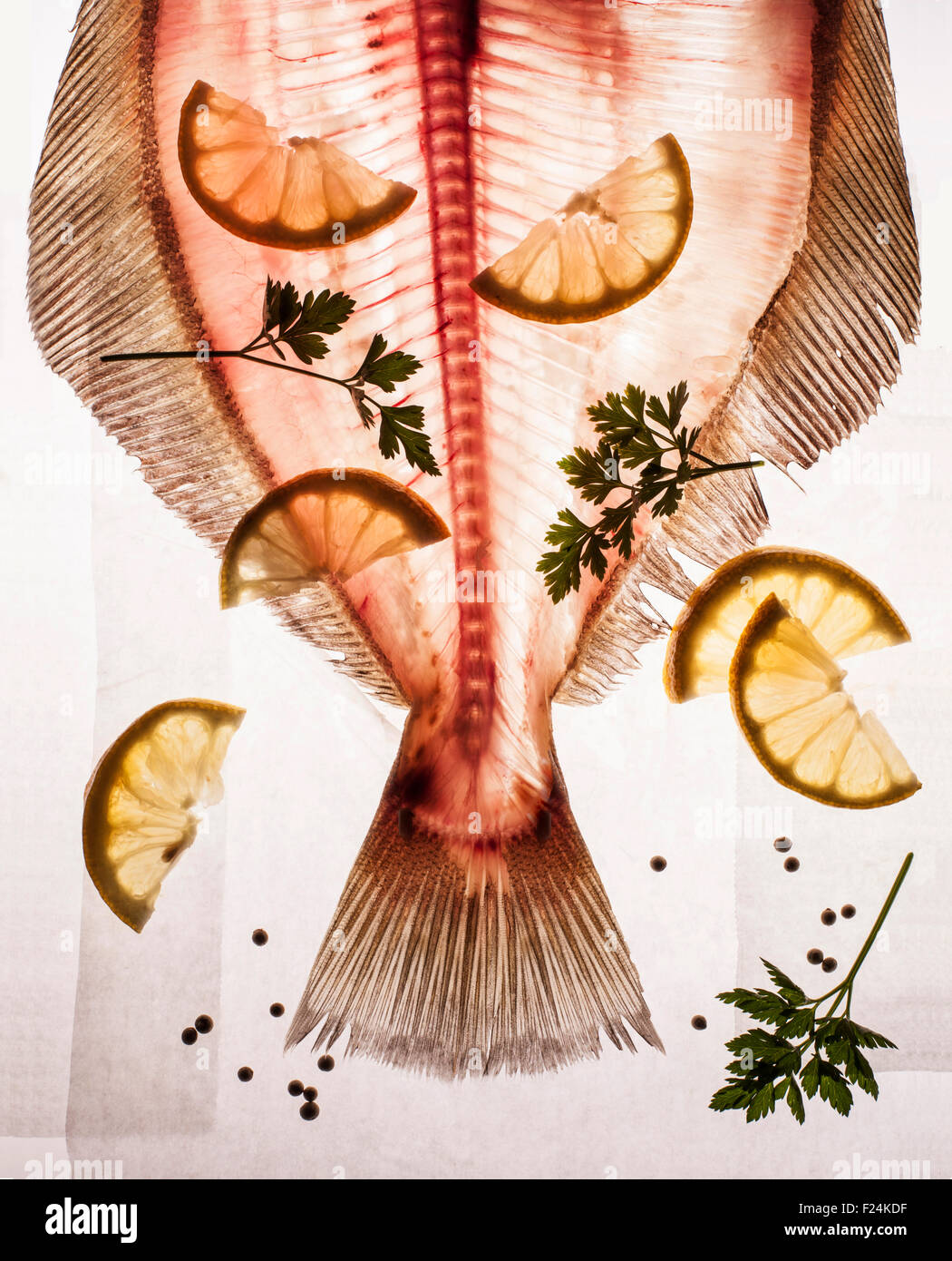 Rosa durchscheinend kopflosen Fisch mit Knochen, Schweif und Flossen am Leuchttisch mit Zitrone und Petersilie Stockfoto