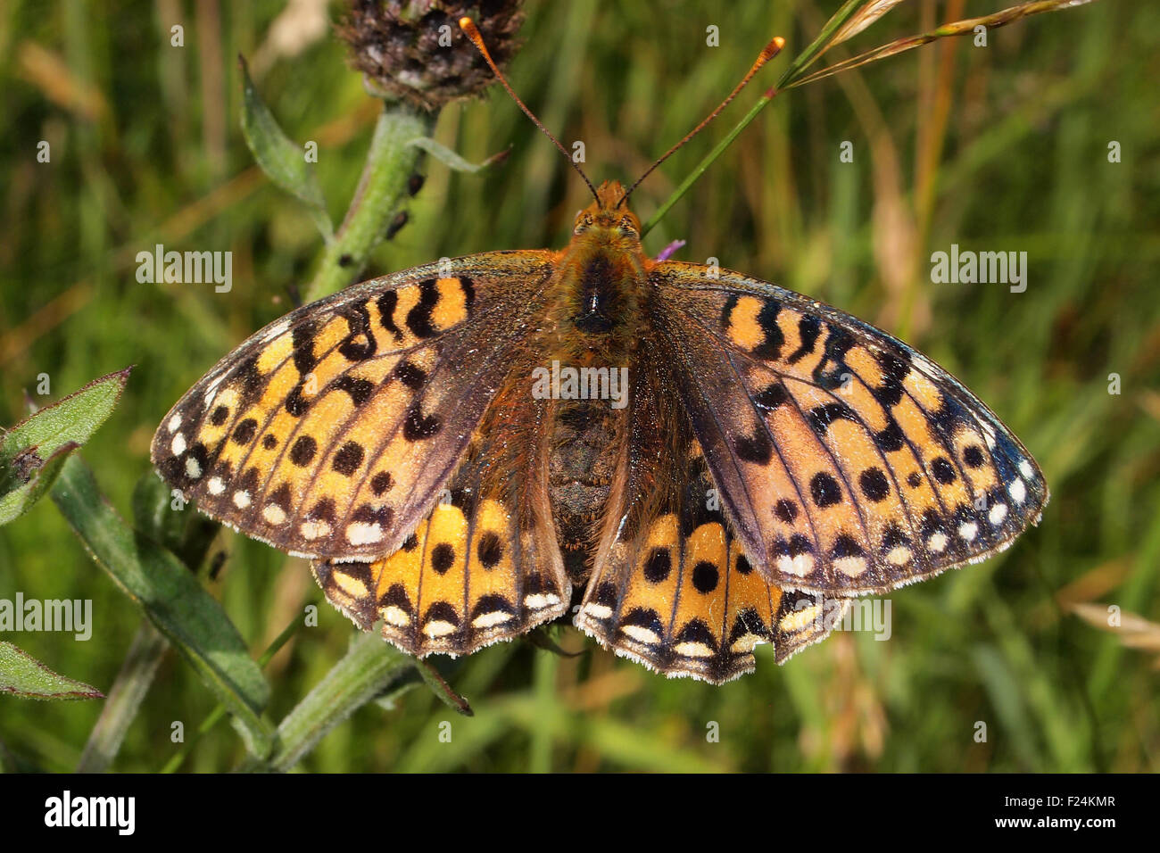 Dunkel grün Fritillary, Argynnis Aglaja, Derbyshire, England Stockfoto