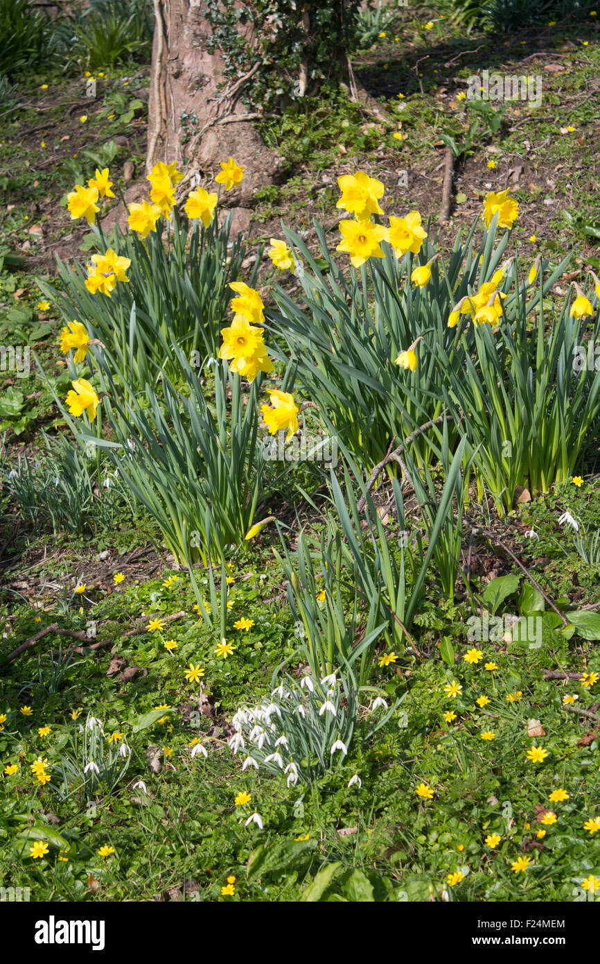 Frühlingsblumen in britischen Wald Narzissen, Schneeglöckchen und Celandines Wales UK Stockfoto