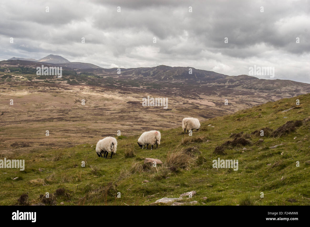 Schafe auf die Berge rund um Loch Lomond Highland, Schottland an einem bewölkten Tag Stockfoto