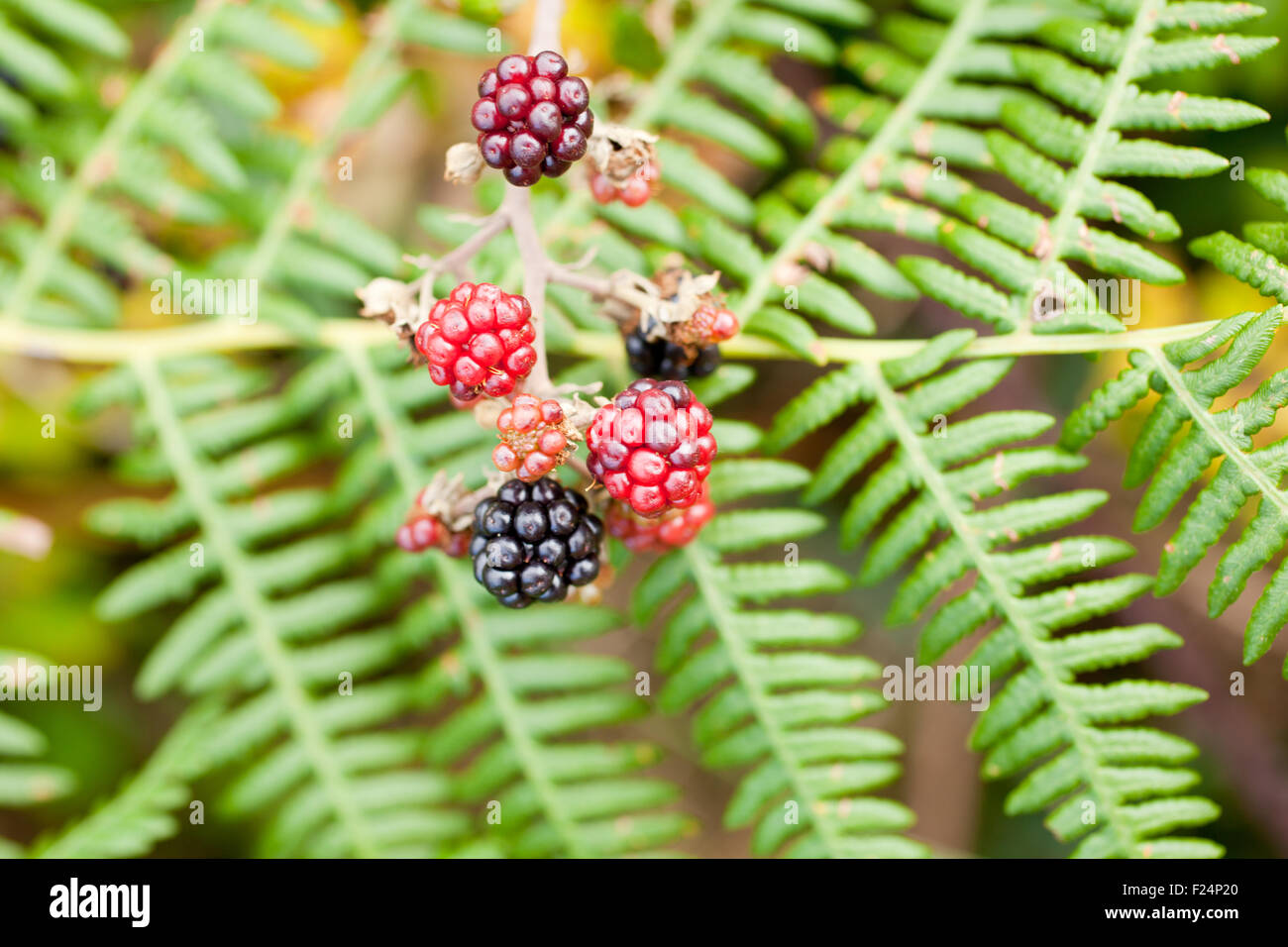 Verschiedenen Blackberry auf der Farn Stockfoto