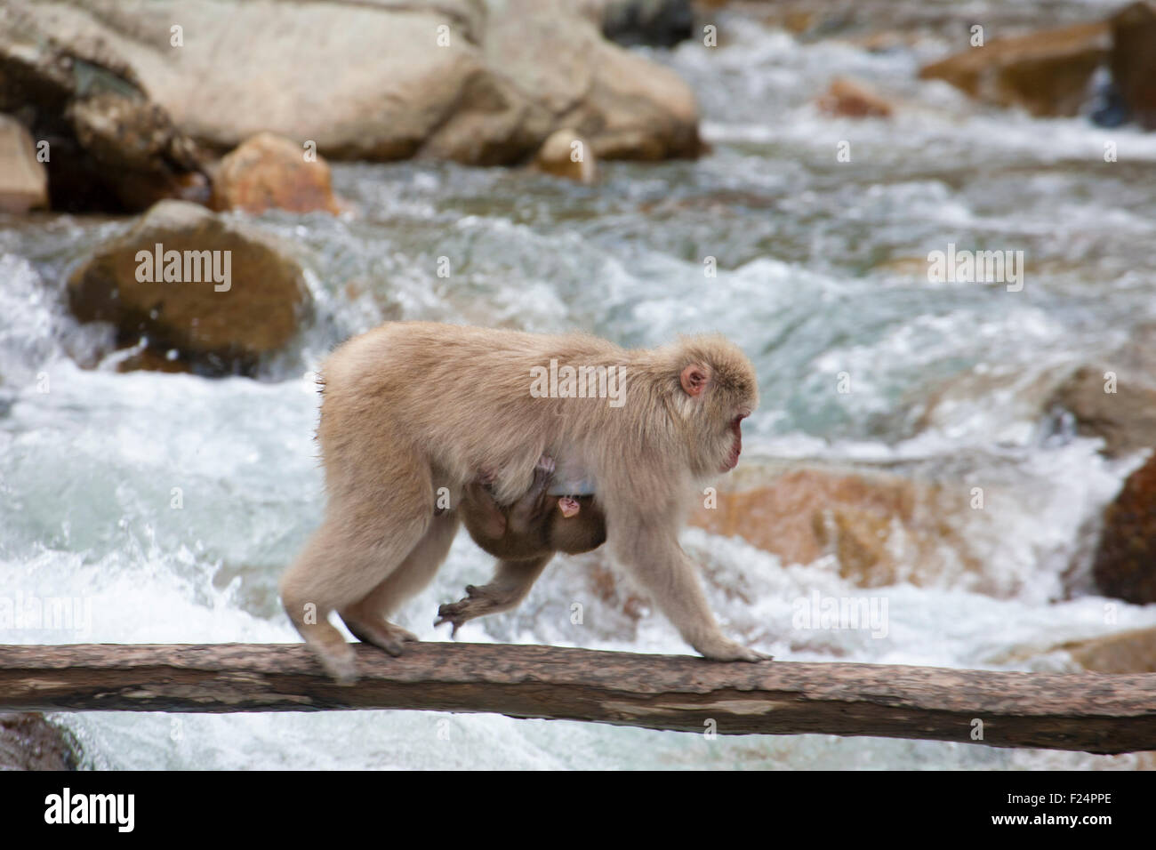 Japanische Makaken-Mutter, die auf einer Holzbrücke über einen Fluss läuft und an ihrem Fell kleine Affen festhält, in den Japanischen Alpen, Japan. Macaca fuscata Stockfoto