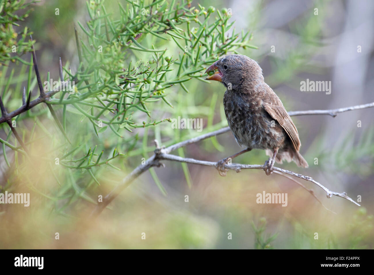 Galapagos-Fink, der auf einem Ast thront und Beeren frisst Stockfoto