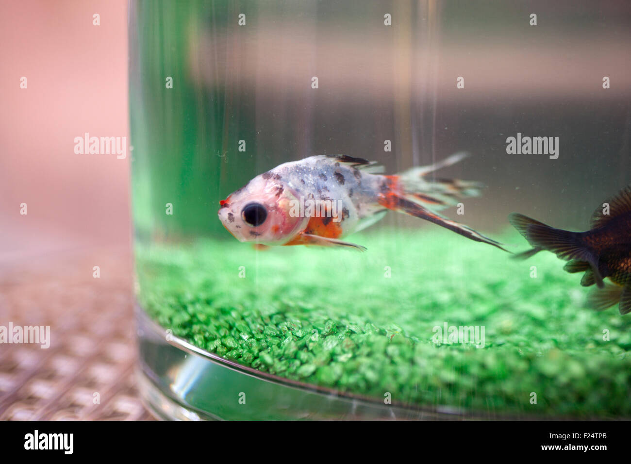 Ein Fisch im Aquarium mit gefälschten grass Stockfoto