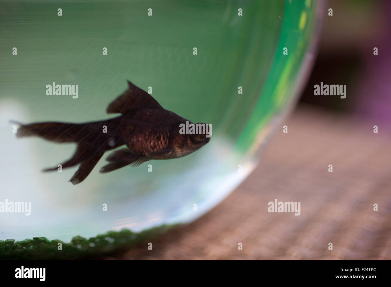 Ein Fisch im Aquarium mit gefälschten grass Stockfoto