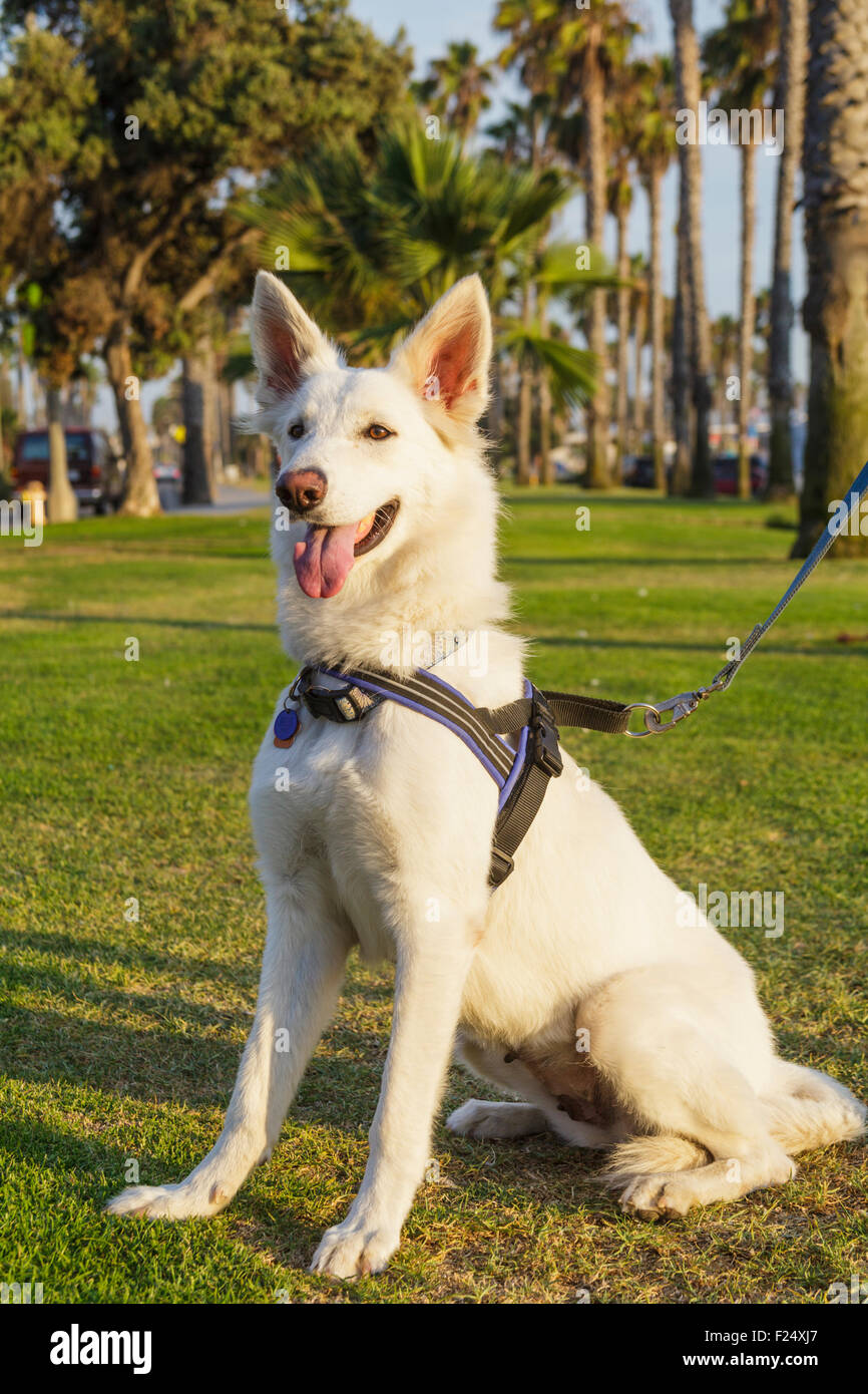 Weißer Schäferhund in Santa Monica, Kalifornien Stockfoto