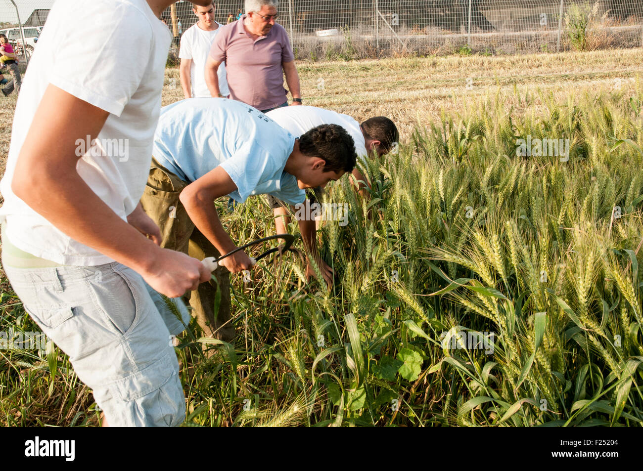 Der Mensch nutzt eine Sichel, um Weizen während der Ernte Frühlingsfest zu ernten. Fotografiert im Kibbuz Ashdot Yaacov, Israel Stockfoto