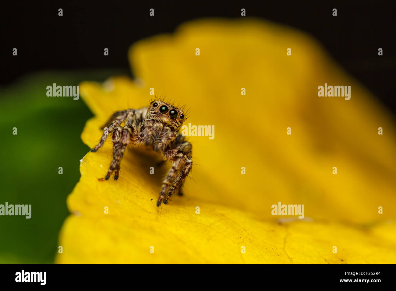 Jumper Spinne auf Yello Blatt hautnah Stockfoto