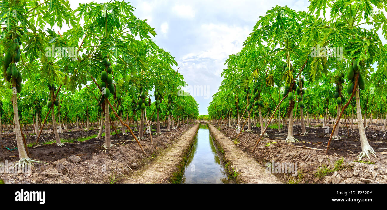 Pawpaw papaya plantation Fotos und Bildmaterial in hoher Auflösung Alamy
