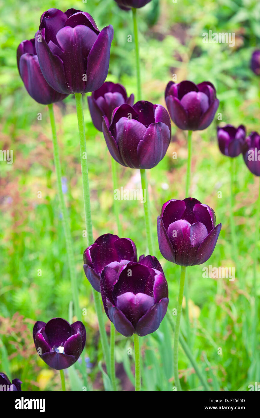 Dunkel lila Tulpe Blumen auf Frühlingswiese, Makro-Foto mit selektiven Fokus Stockfoto