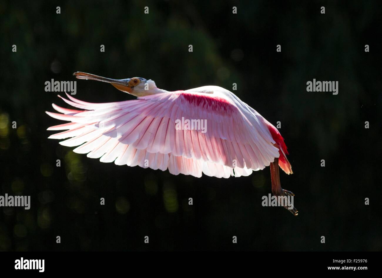 Frankreich, Ain, Villars Les Dombes, Voliere der Vogelpark, rosige Löffler (Ajaia Ajaja) während des Fluges mit Hintergrundbeleuchtung, Captive anima Stockfoto