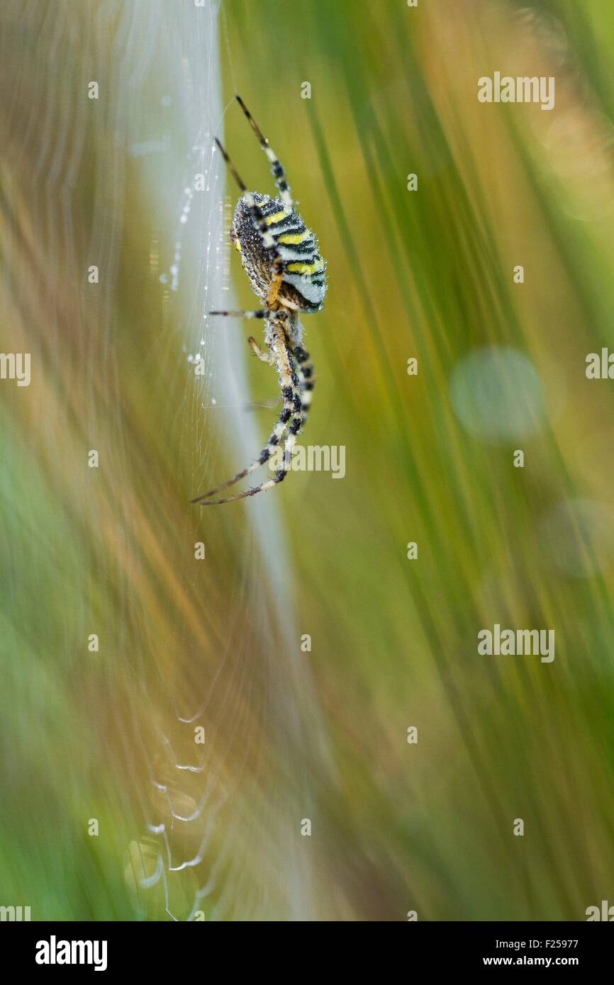 Frankreich, Isere, Optevoz, Trept, Trept Communaux s sensiblen Naturraum (geschützter Bereich), Natura 2000 von der Insel Crémieu, gebändert Wespenspinne (Argiope Bruennichi) an einem trockenen Rasen Biotop Stockfoto