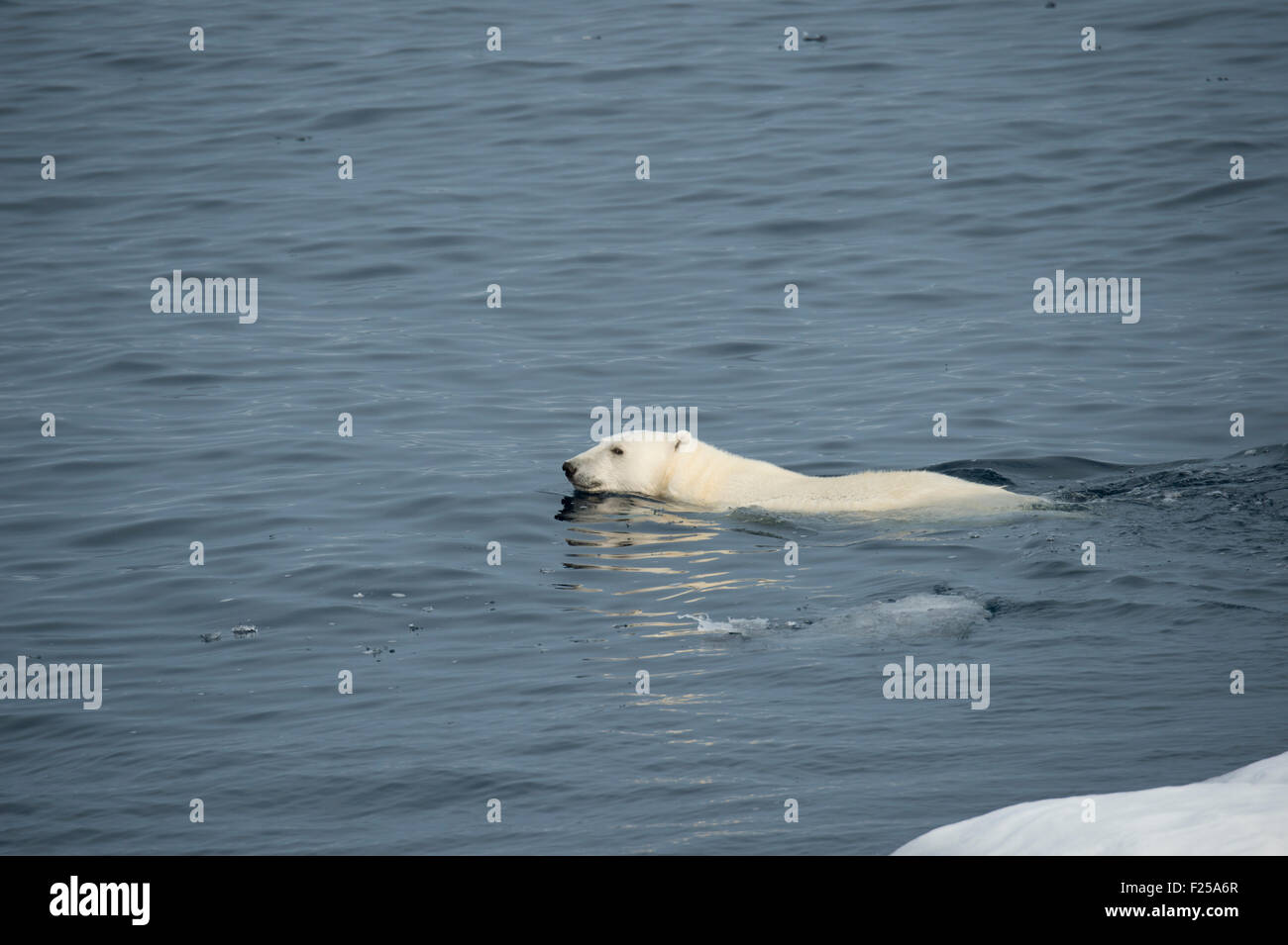 Männliche Eisbär Ursus Maritimus, Schwimmen in der Nähe von Baffin Island, kanadische Arktis Stockfoto