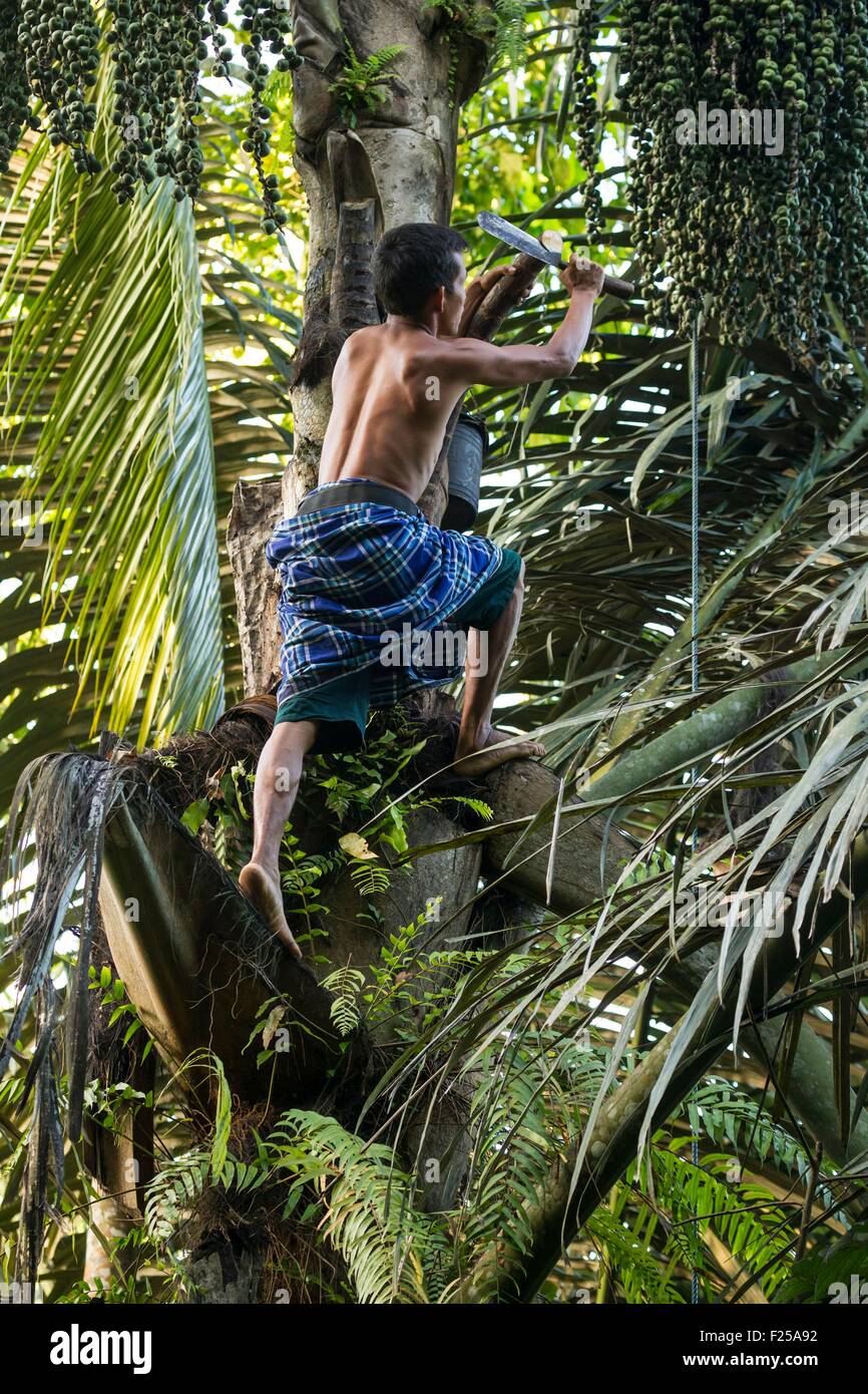 Sunda-Inseln, Indonesien, Lombok, Sesaot, Mann sammeln Palmzucker Stockfoto