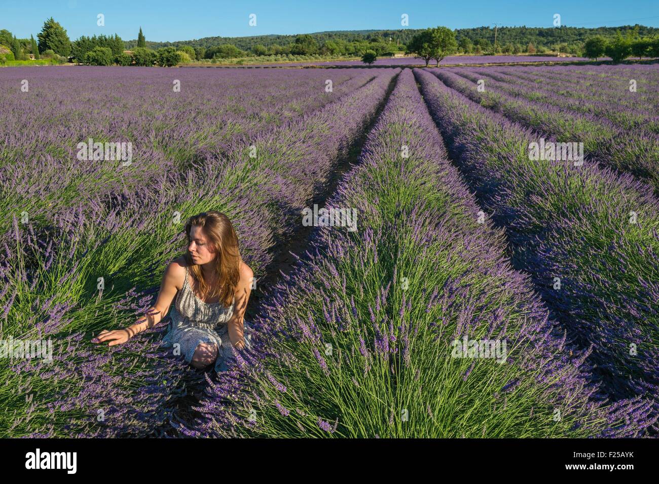 Frankreich, Vaucluse, Frau durch blühende Feld von Lavendel in der Nähe der Stadt Gordes Stockfoto