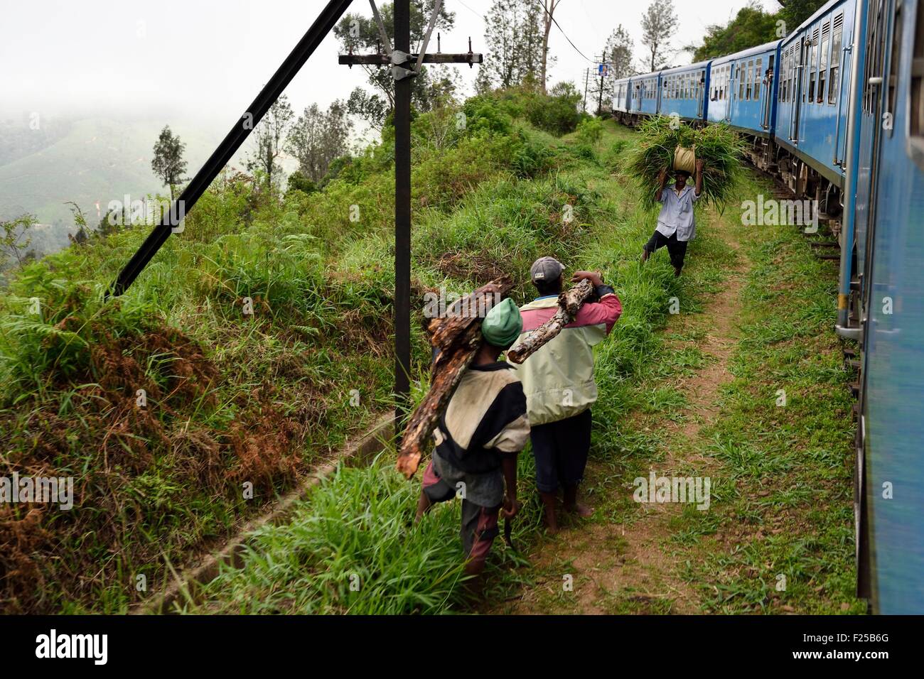 Sri Lanka, Uva Provinz, die beliebte malerische Zugfahrt durch das Hügelland zwischen Hatton und Badulla, neben den Horton Plains Nationalpark Nebelwald wächst Tee Stockfoto