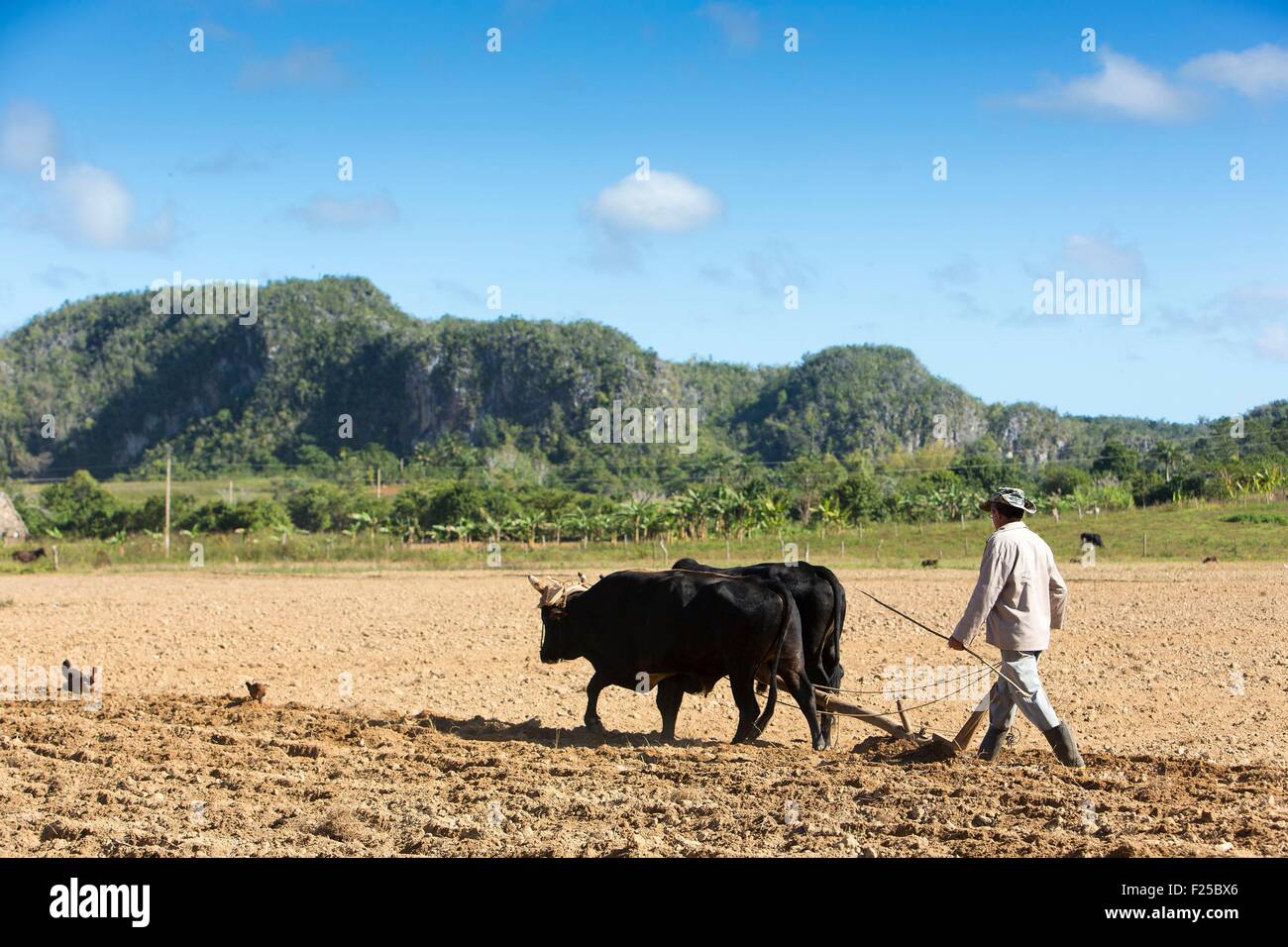 Kuba, Provinz Pinar del Rio, Vinales, Vinales Tal, Vinales Nationalpark Weltkulturerbe der UNESCO, Bauer mit Ochsen in ein Feld und Mogotes Bestandteil das Guaniguanico Gebirge im Hintergrund Stockfoto