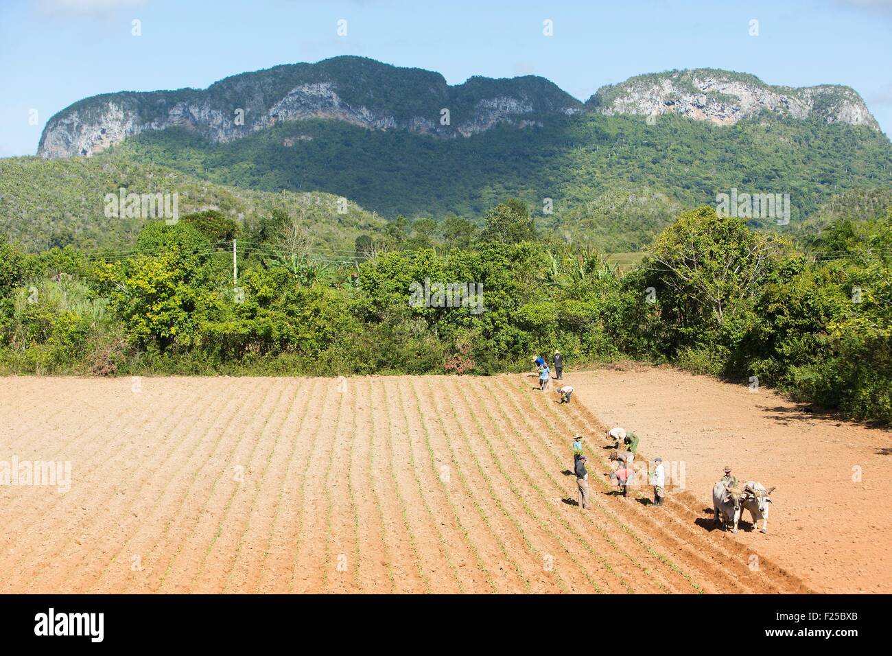 Kuba, Pinar del Rio Province, Vinales, Vinales Tal Weltkulturerbe von der UNESCO zum Nationalpark Vinales, Tabak-Plantage der jungen Tabakpflanzen und Mogotes das Guaniguanico Gebirge im Hintergrund Stockfoto