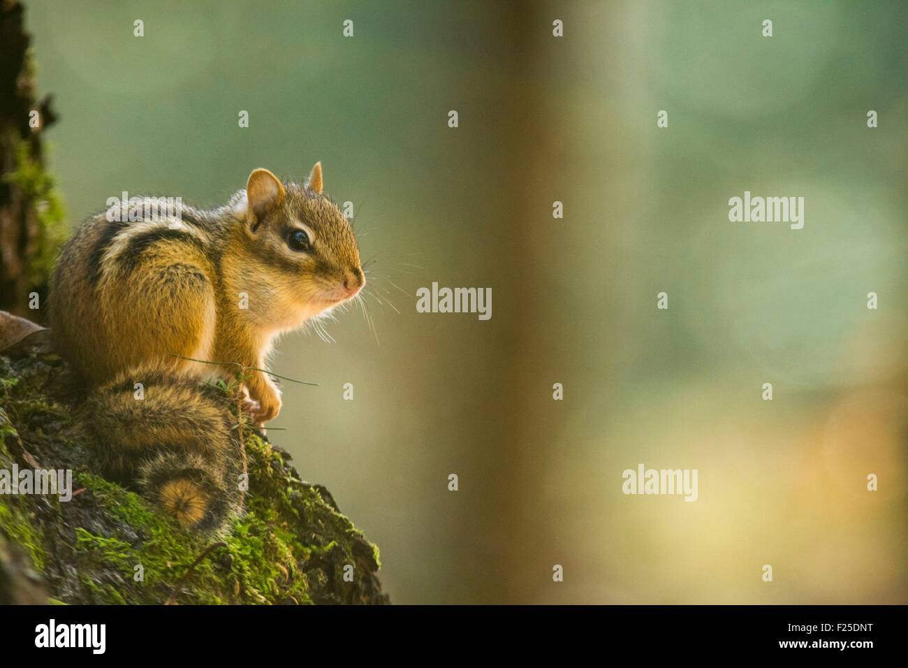 Kanada, Provinz Quebec, Laurentian Forest in der Nähe von La Chute, östliche Chipmunk (Tamias Striatus) Stockfoto