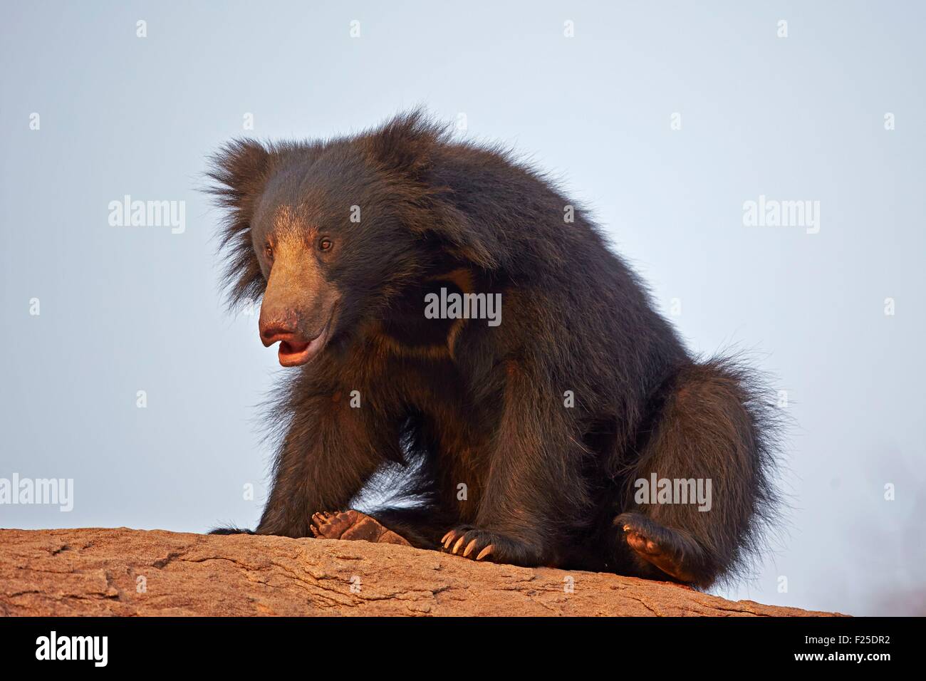 Asien, Indien, Karnataka, Sander-Bergkette, Sloth Bär (Melursus Ursinus), Stockfoto