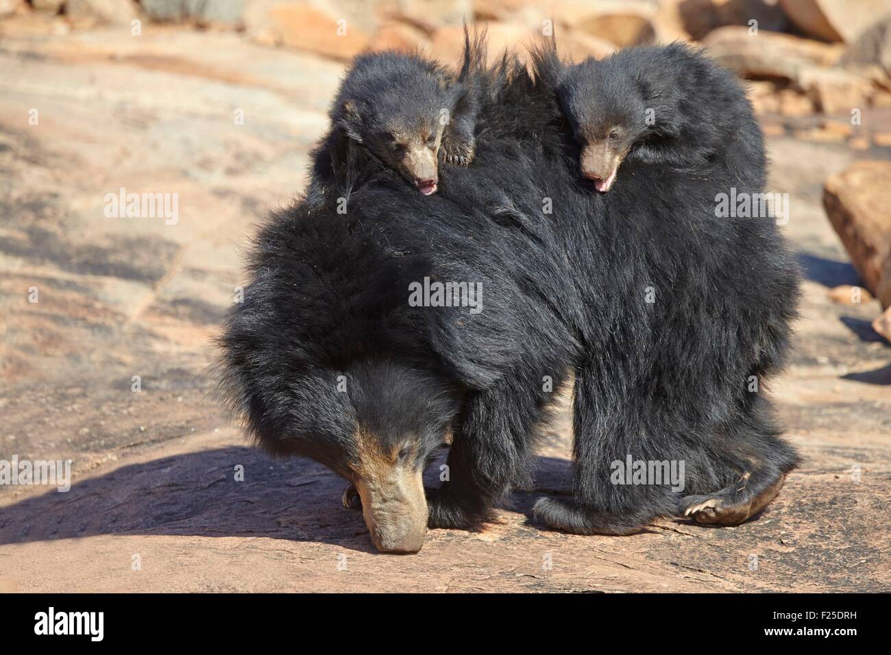 Asien, Indien, Karnataka, Sander-Bergkette, Faultiere (Melursus Ursinus), Mutter mit Kind, Mutter mit Babys auf dem Rücken Stockfoto