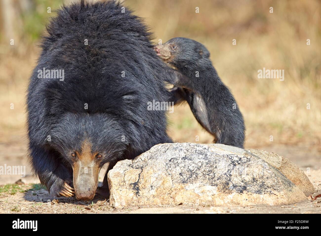 Asien, Indien, Karnataka, Sander-Bergkette, Faultiere (Melursus Ursinus), Mutter mit Kind, Mutter mit Babys auf dem Rücken Stockfoto