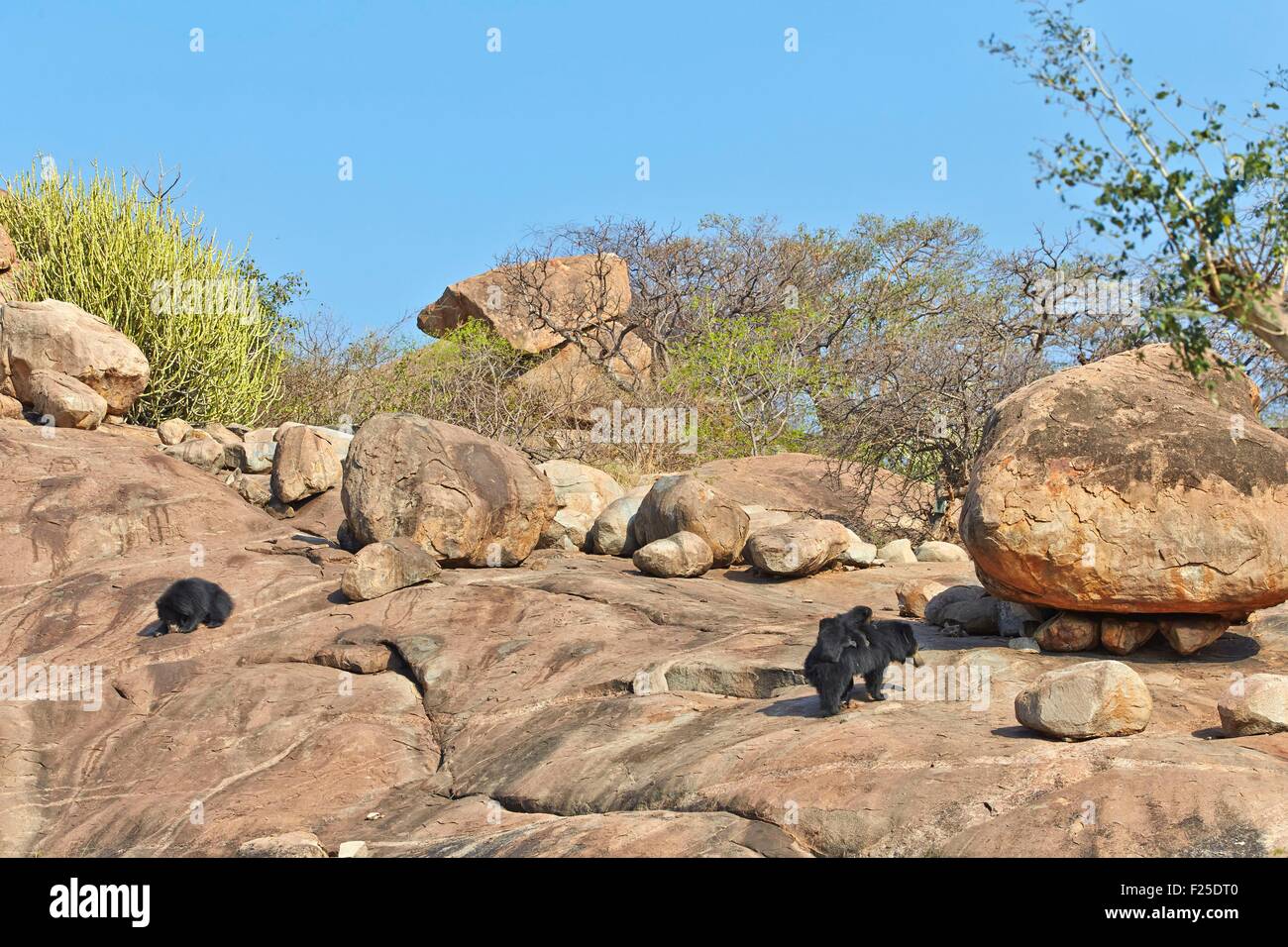 Asien, Indien, Karnataka, Sander-Bergkette, Sloth Bär (Melursus Ursinus), Stockfoto