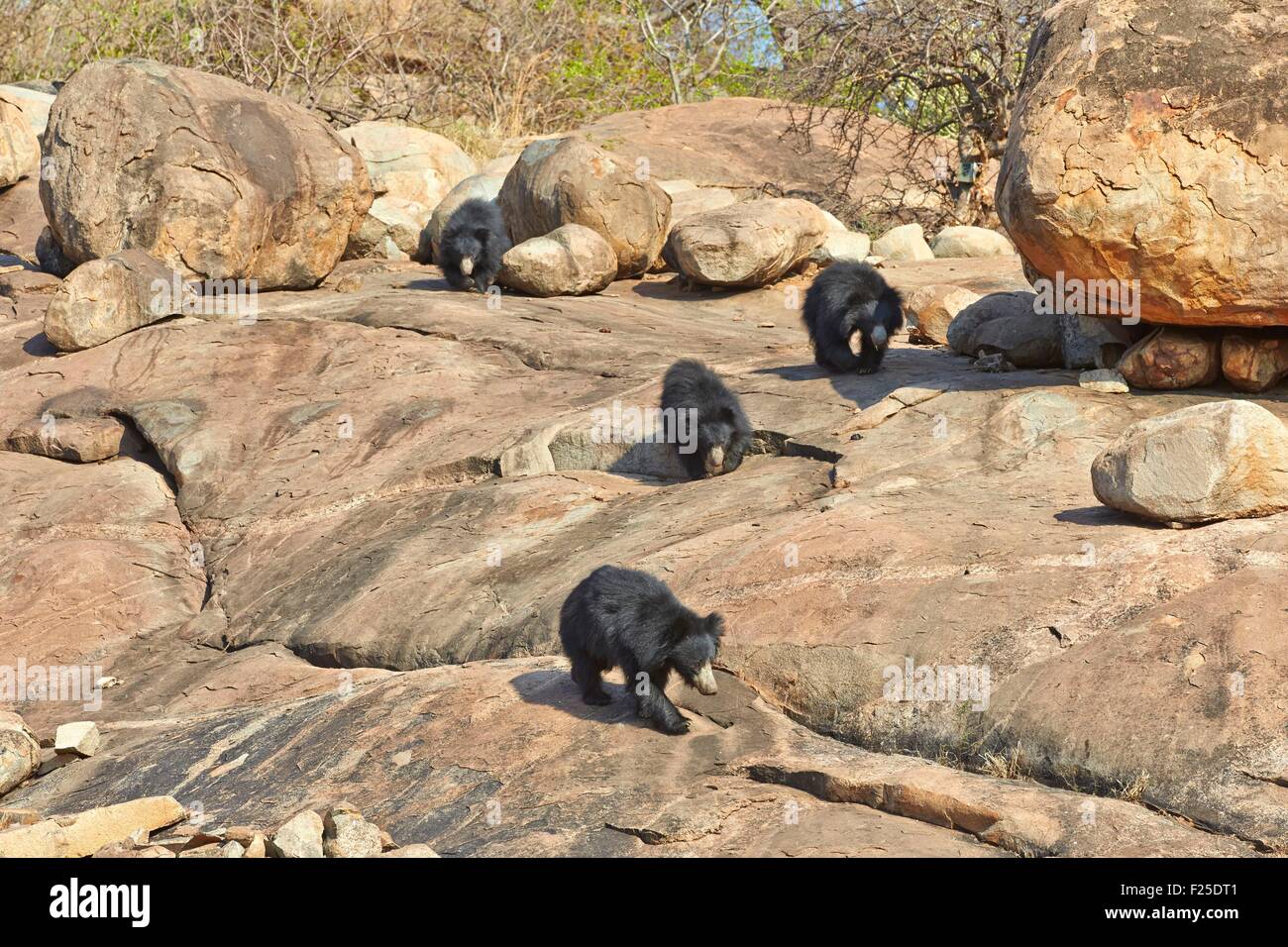 Asien, Indien, Karnataka, Sander-Bergkette, Sloth Bär (Melursus Ursinus), Stockfoto