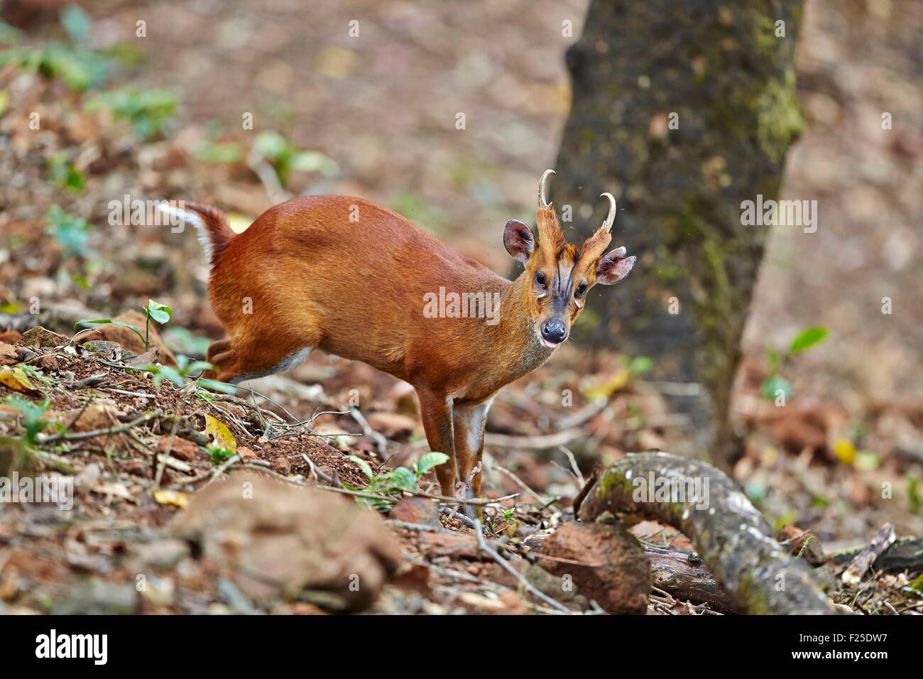 Indien, Bundesstaat Tamil Nadu, Anaimalai Gebirge (Nilgiri Hills), indischer Muntjak (Muntiacus Muntjak) oder rote Muntjak, [gemeinsame Muntjac oder Barking Deer, Männchen Stockfoto