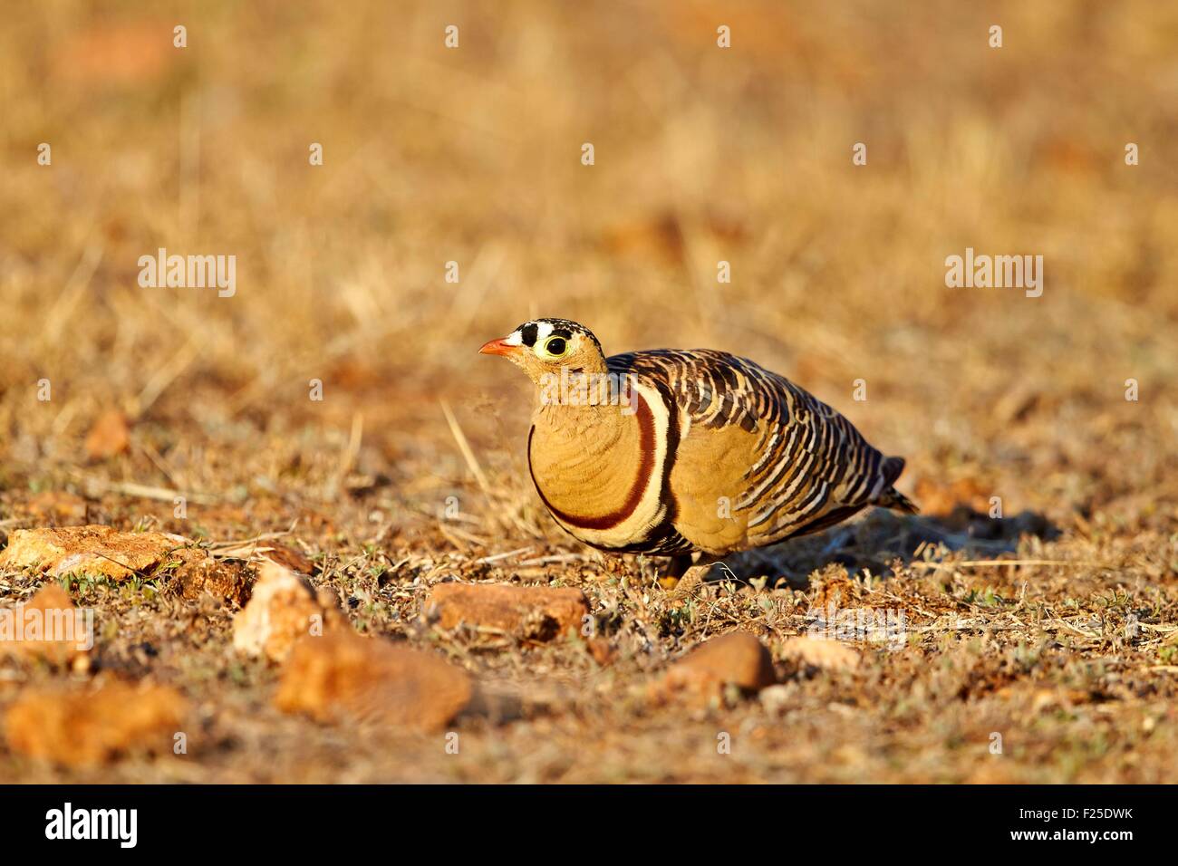 Indien, Karnataka Zustand, Sander Mountain Range, Painted Sandgrouse (Pterocles Indicus), Männlich Stockfoto