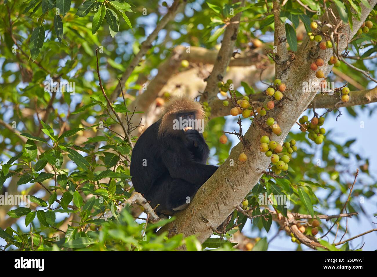 Indien, Bundesstaat Tamil Nadu, Anaimalai Gebirge (Nilgiri Hills), Nilgiri Languren (Trachypithecus Johnii) Stockfoto