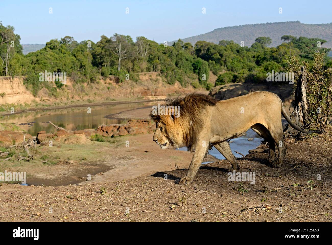 Kenia, Masai Mara Reserve, Löwe (Panthera Leo), Männlich bewegen neben Dla Mara River Stockfoto