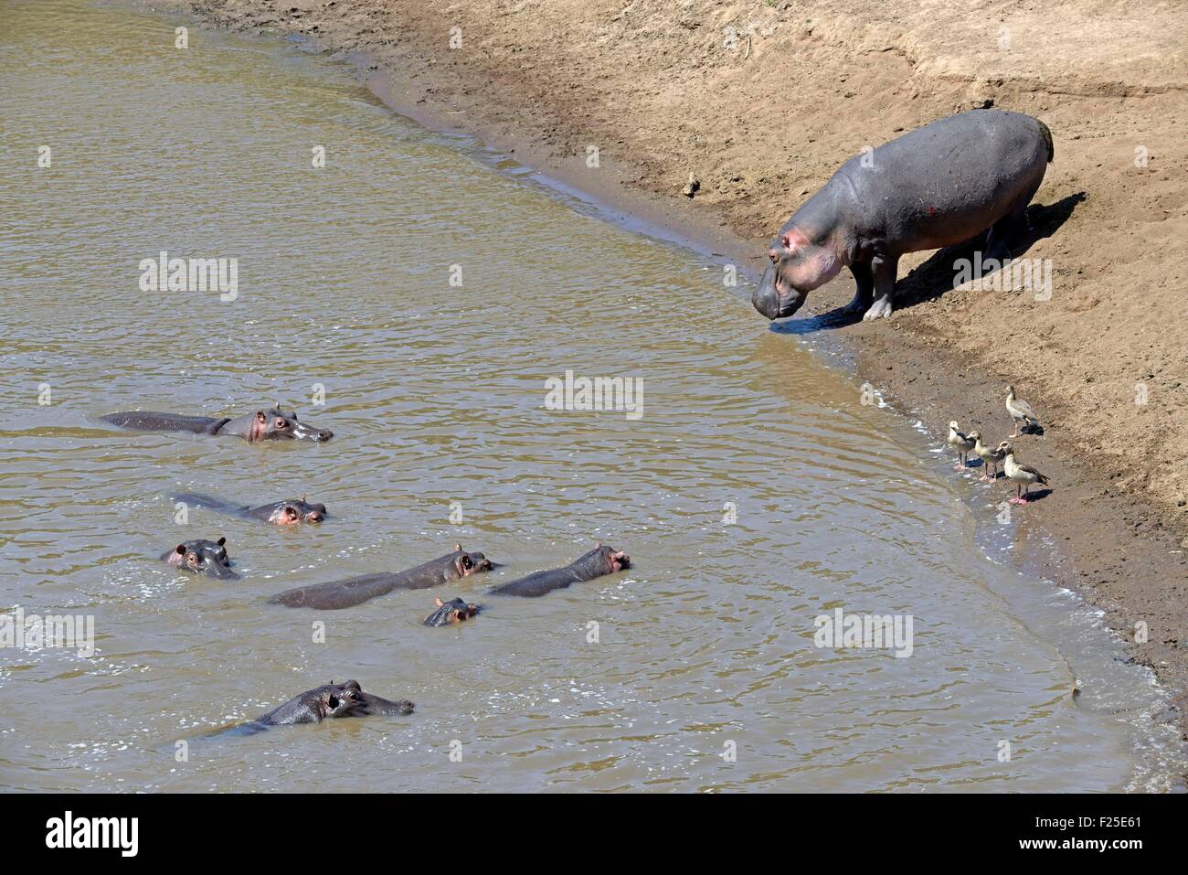 Kenia, Masai Mara Reserve, Nilpferd amphibische (Hippopotamus Amphibius) in den Mara River und Nilgans (Alopochen Aegyptiaca) Stockfoto