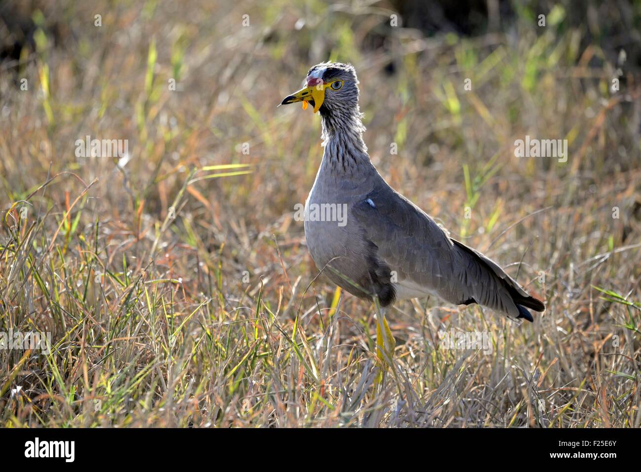 Kenia, Masai Mara Reserve, Vogel, Senegal Kiebitz (Vanellus Senegallus) Stockfoto