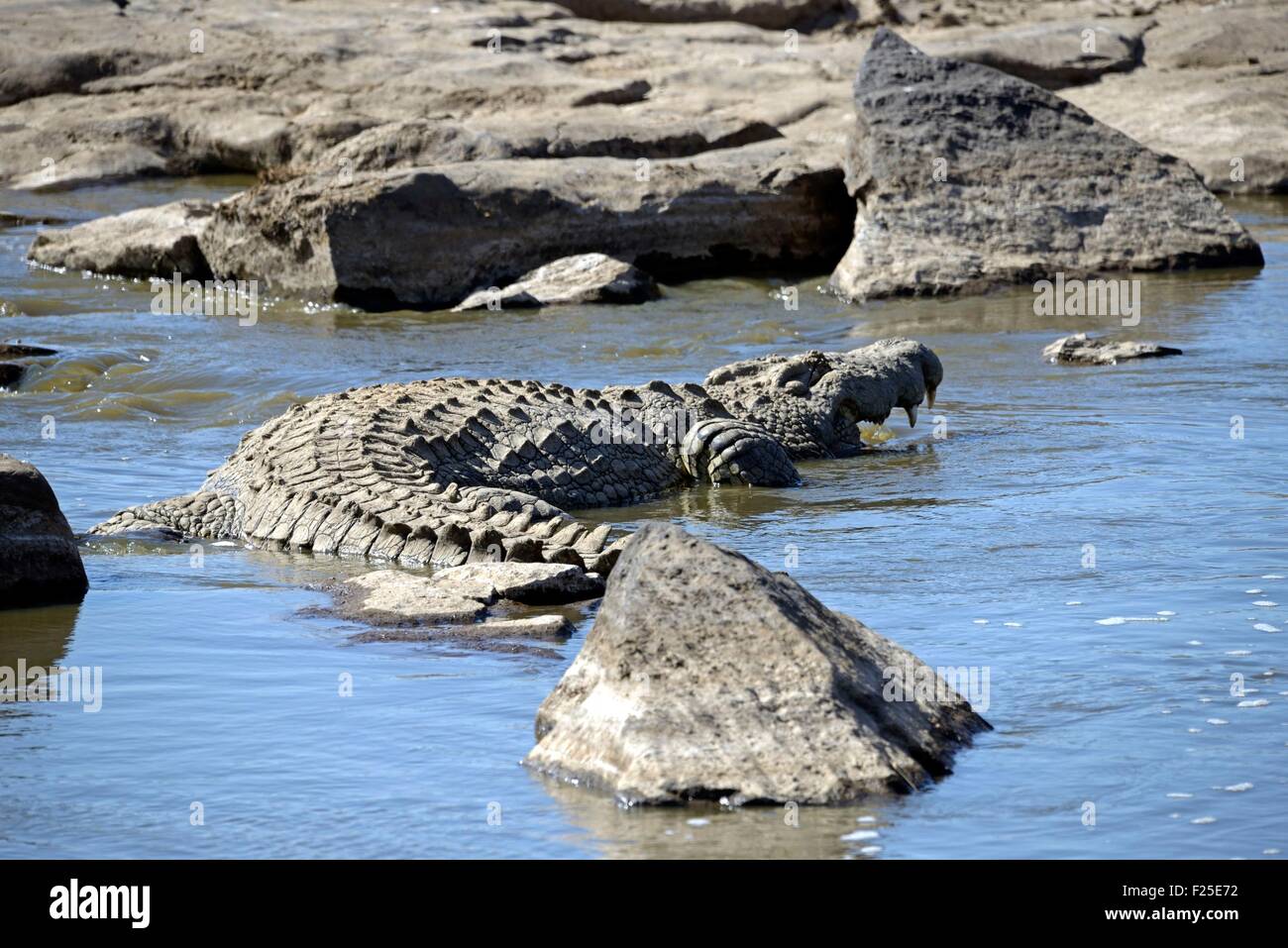 Kenia, Masai Mara Reserve, Nil-Krokodil (Crocodylus Niloticus) in den Mara River Stockfoto