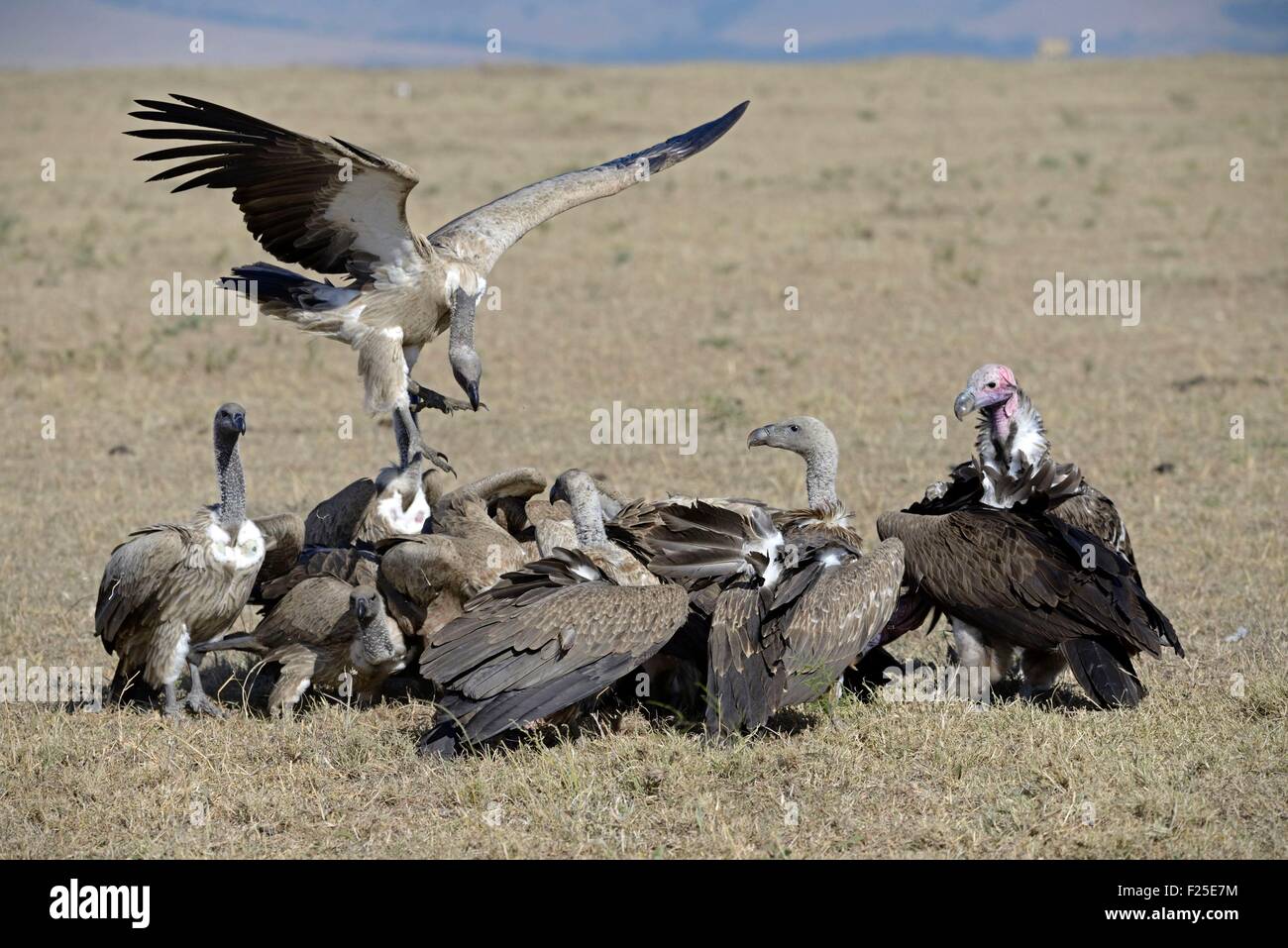 Kenia, Masai Mara Reserve, Reserve, backed Vulture (abgeschottet Africanus), Ohrengeier-faced Vulture (Torgos Tracheliotos), Streit um die Überreste einer Leiche Antilope Stockfoto